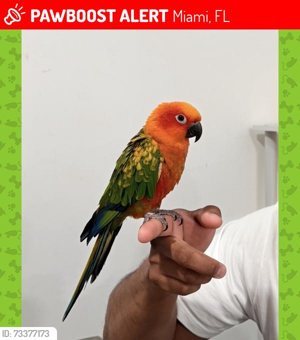 Lost Female Bird last seen Sweetwater Florida, Miami, FL 33174