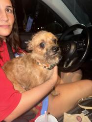 Found/Stray Male Dog last seen Buffalo Gap and S 32nd, Abilene, TX 79605