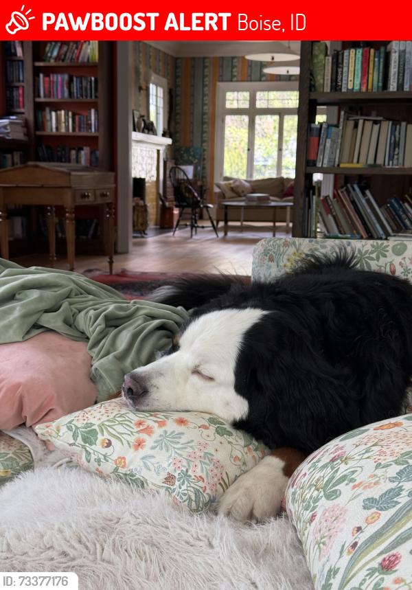 Lost Female Dog last seen Warm Springs& Straughn, Boise, ID 83712