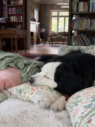 Lost Female Dog last seen Warm Springs& Straughn, Boise, ID 83712