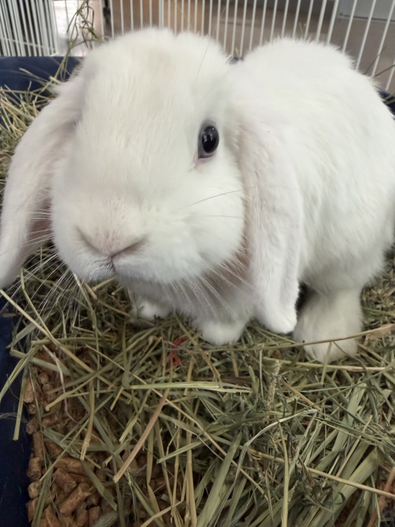 Shelter Stray Female Rabbit last seen Near Snapdragon Stadium, San Diego, CA, 92108, 5500 Gaines St, San Diego, CA 92110, USA
