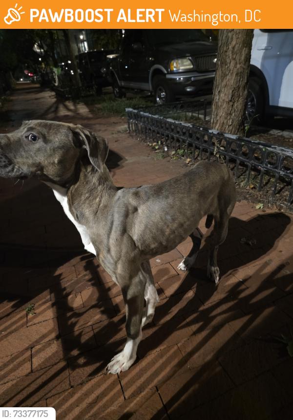 Found/Stray Unknown Dog last seen Near N St NW Washington DC 20001, Washington, DC 20001