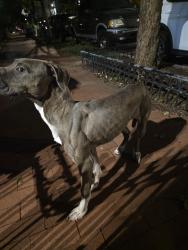 Found/Stray Unknown Dog last seen Near N St NW Washington DC 20001, Washington, DC 20001