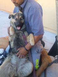 Lost Female Dog last seen McDonald's/ Steak N Shake on Mariposa rd X Bear Valley rd, Victorville, CA 92392
