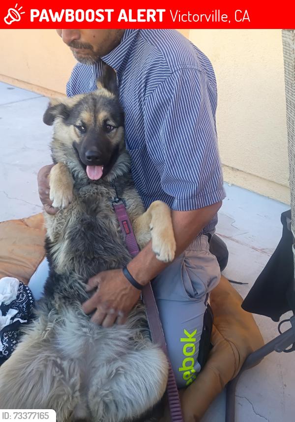 Lost Female Dog last seen McDonald's/ Steak N Shake on Mariposa rd X Bear Valley rd, Victorville, CA 92392