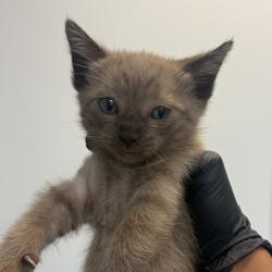 Shelter Stray Female Cat last seen Near Palm Avenue, San Diego, CA, 92154, 5500 Gaines St, San Diego, CA 92110, USA