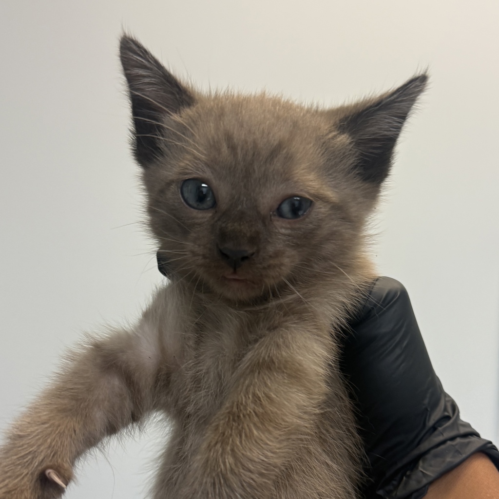 Shelter Stray Female Cat last seen Near Palm Avenue, San Diego, CA, 92154, 5500 Gaines St, San Diego, CA 92110, USA