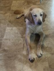 Found/Stray Male Dog last seen Hudson, Hudson, NC 28638