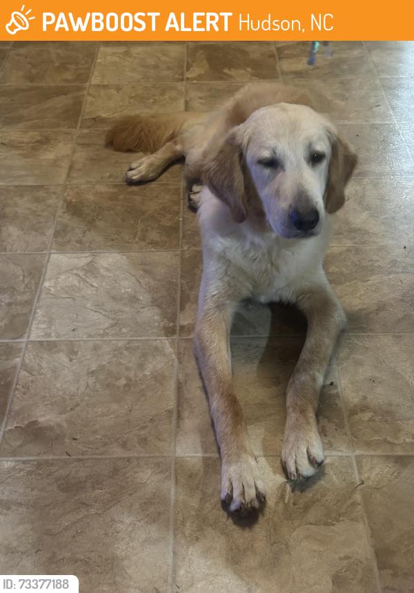 Found/Stray Male Dog last seen Hudson, Hudson, NC 28638