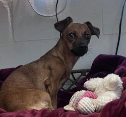 Shelter Stray Female Dog last seen Near Questor Place, San Diego, CA, 92108, 5500 Gaines St, San Diego, CA 92110, USA