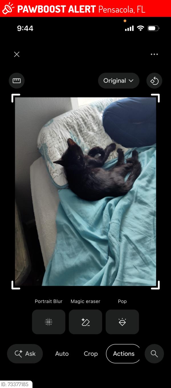 Lost Male Cat last seen Wildflower lane, Pensacola, FL 32514