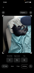 Lost Male Cat last seen Wildflower lane, Pensacola, FL 32514