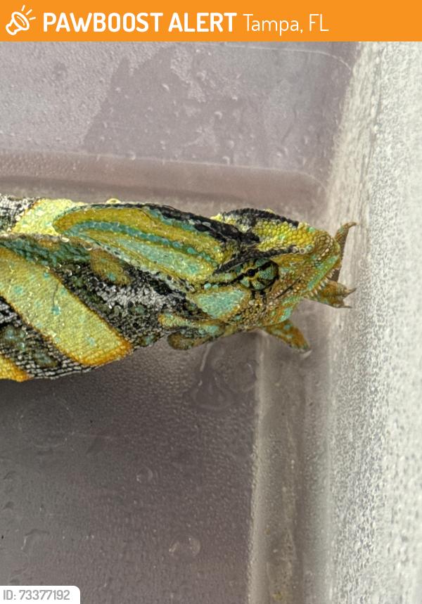 Found/Stray Unknown Reptile last seen Clark Ave 33612, Tampa, FL 33611