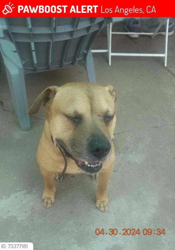 Lost Male Dog last seen Near Townsend Ave, Los Angeles, CA 90041