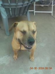 Lost Male Dog last seen Near Townsend Ave, Los Angeles, CA 90041