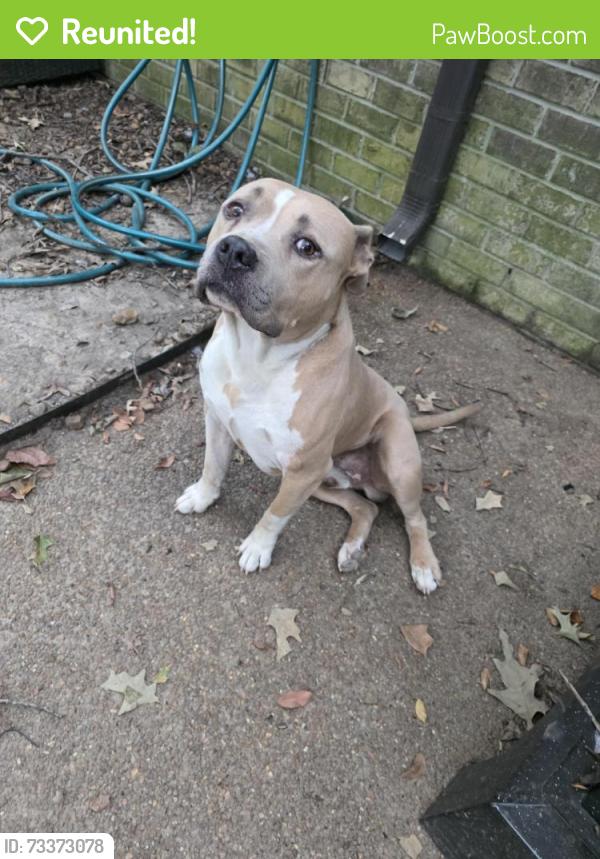Reunited Male Dog last seen Castle Rock Community, Cordova, TN 38018