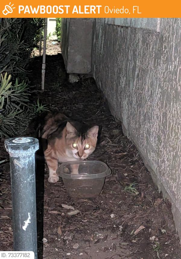 Found/Stray Unknown Cat last seen Building Across from Visitor Center for Grandeville at Riverplace, Oviedo, FL 32765