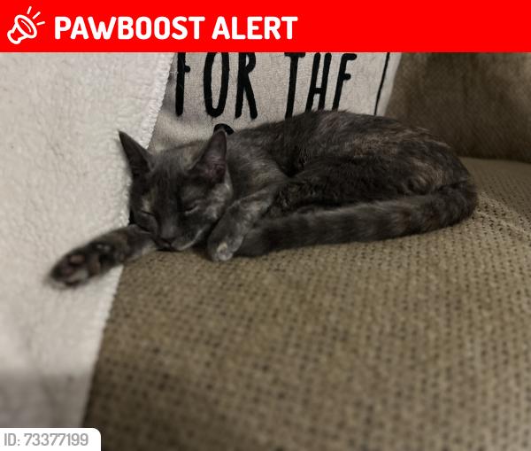 Lost Female Cat last seen E old west highway, Apache Junction, AZ 85119