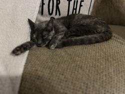 Lost Female Cat last seen E old west highway, Apache Junction, AZ 85119
