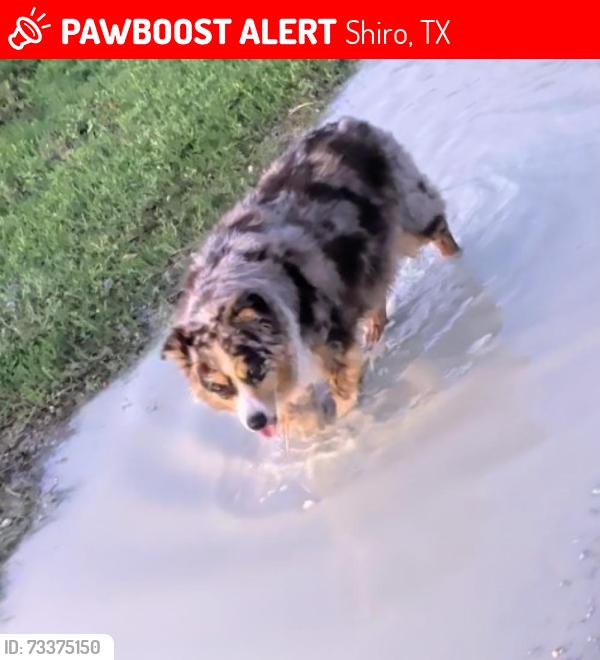 Lost Female Dog last seen Citgo Gas Station, Shiro, TX 77876