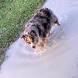 Lost Female Dog last seen Citgo Gas Station, Shiro, TX 77876