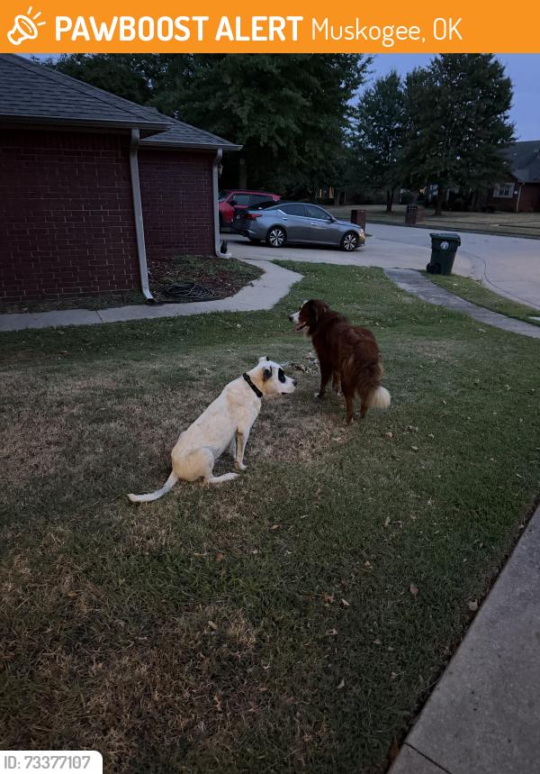 Found/Stray Male Dog last seen S. Country Club, Muskogee, OK 74403