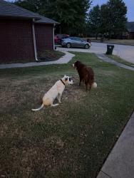Found/Stray Male Dog last seen S. Country Club, Muskogee, OK 74403