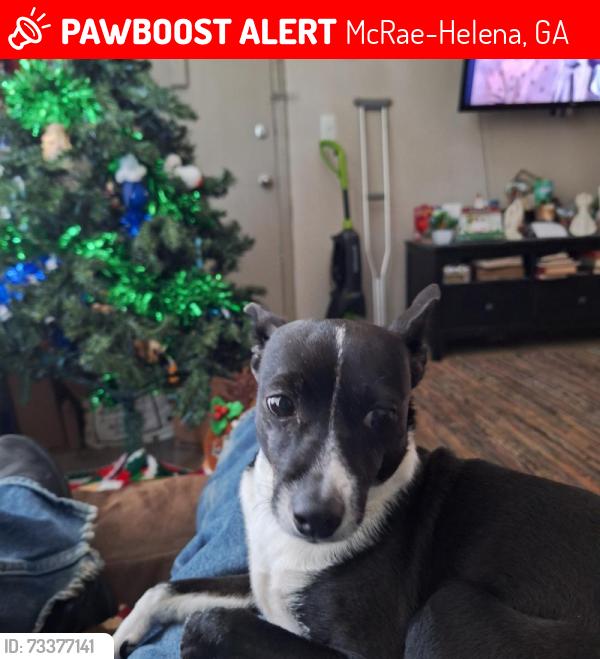 Lost Female Dog last seen Rest stop area on I-75 South, McRae-Helena, GA 31055