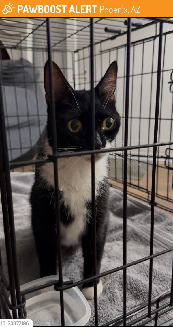 Found/Stray Unknown Cat last seen N 25th St., Phoenix, AZ 85032