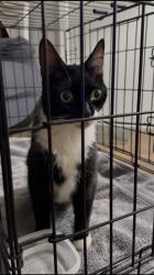 Found/Stray Unknown Cat last seen N 25th St., Phoenix, AZ 85032