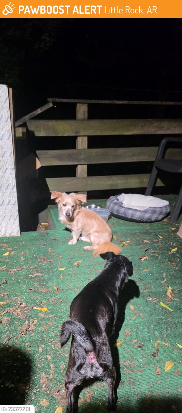 Found/Stray Male Dog last seen Beechwood and Lee Avenue, Little Rock, AR 72203