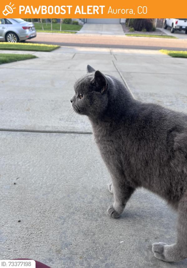 Found/Stray Unknown Cat last seen Haleyville rd, Aurora, CO 80016