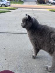 Found/Stray Unknown Cat last seen Haleyville rd, Aurora, CO 80016