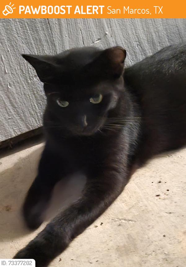 Found/Stray Unknown Cat last seen Burleson & Prospect, San Marcos, TX 78666