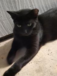 Found/Stray Unknown Cat last seen Burleson & Prospect, San Marcos, TX 78666