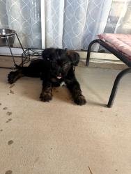 Found/Stray Female Dog last seen Hearthstone Drive near Stella, Tucson, AZ 85730
