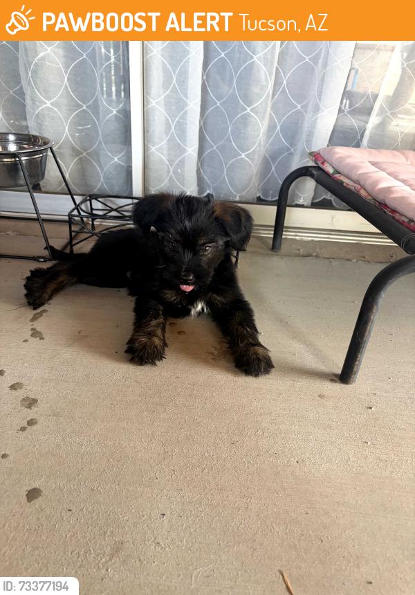 Found/Stray Female Dog last seen Hearthstone Drive near Stella, Tucson, AZ 85730