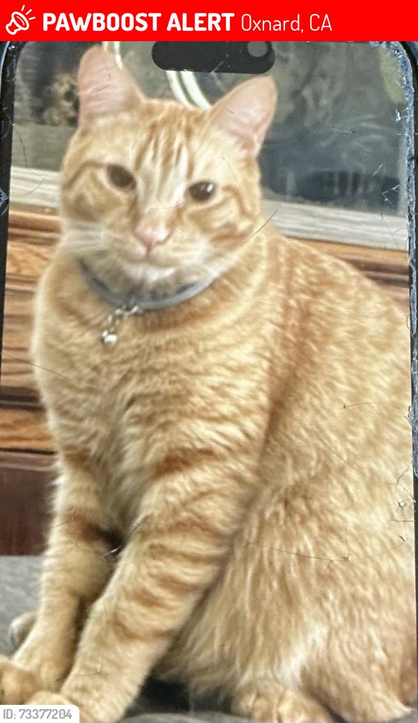 Lost Male Cat last seen Near E Second St., Oxnard, CA 93030