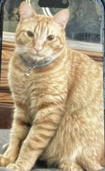 Lost Male Cat last seen Near E Second St., Oxnard, CA 93030
