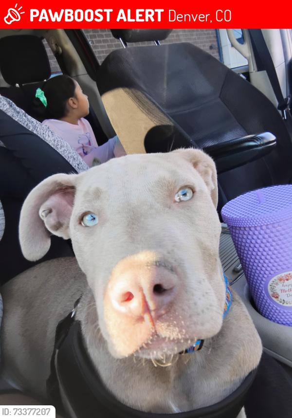 Lost Male Dog last seen 44th Logan st, Denver, CO 80216