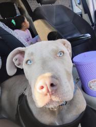 Lost Male Dog last seen 44th Logan st, Denver, CO 80216