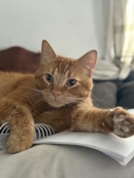 Lost Male Cat last seen State street and north union, Bay City, MI 48706