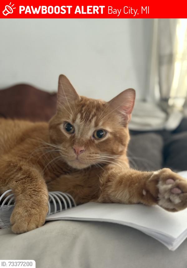 Lost Male Cat last seen State street and north union, Bay City, MI 48706