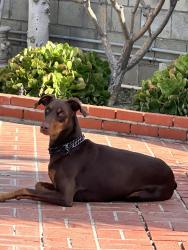 Lost Male Dog last seen Lassen and Kester, Los Angeles, CA 91345