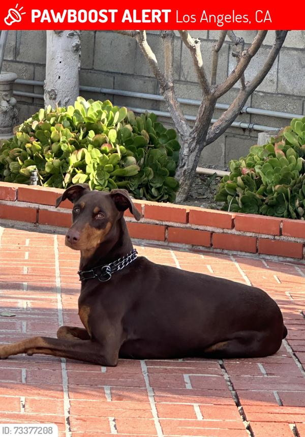 Lost Male Dog last seen Lassen and Kester, Los Angeles, CA 91345