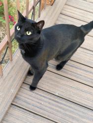Lost Male Cat last seen Near SW 3rd Ave and close to Sunset Rd., Fruitland, ID 83619
