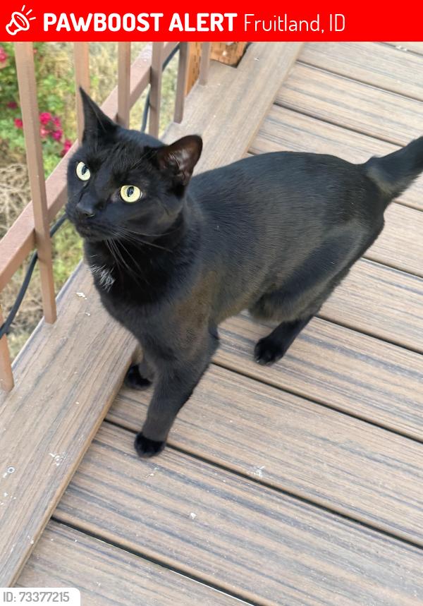 Lost Male Cat last seen Near SW 3rd Ave and close to Sunset Rd., Fruitland, ID 83619