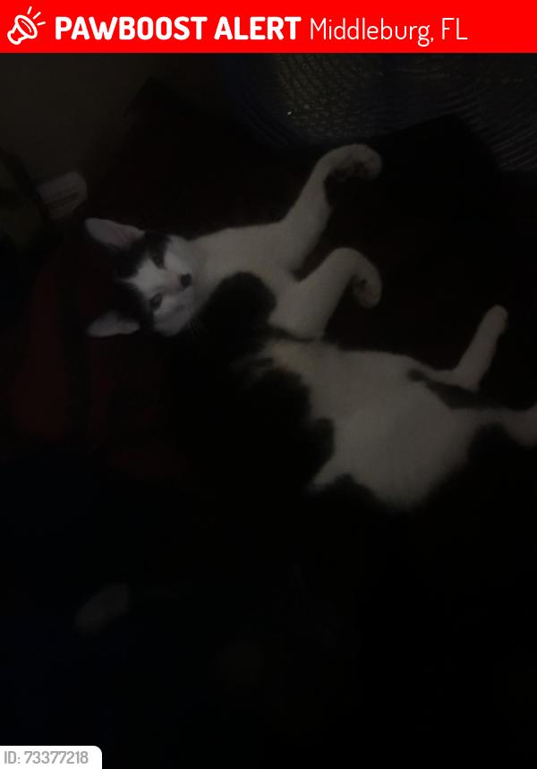Lost Male Cat last seen Long Bay, Middleburg, FL 32068