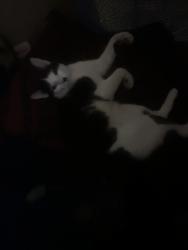 Lost Male Cat last seen Long Bay, Middleburg, FL 32068