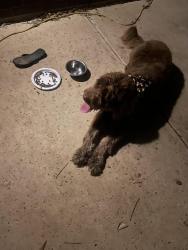Reunited Unknown Dog last seen By Wind River pool, Denton, TX 76210